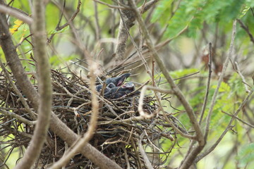 House Crow in a nest with its chiks