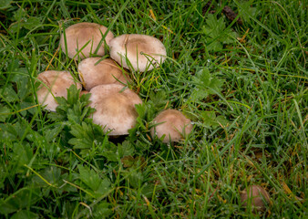 dewey mushrooms