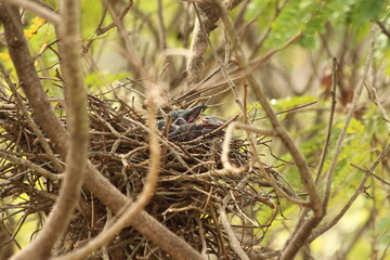 House Crow in a nest with its chiks
