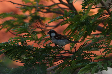 A lonely male house Sparrow