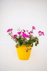 Colorful flower pot with pink flowers on white background