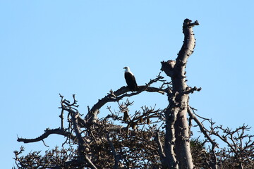 A lonely fish Eagle on a dead tree