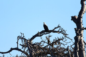 A lonely fish Eagle on a dead tree