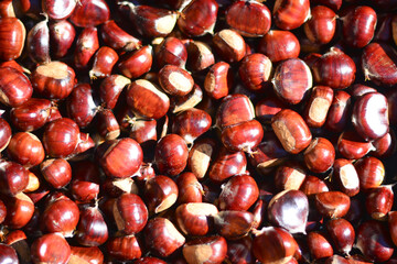 castagne raccolte nel bosco