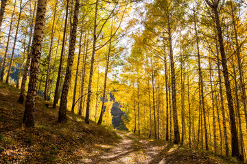 Obraz premium Autumn landscape. Beautiful birch trees. Walk in the birch forest. Natural background. Place to insert text.