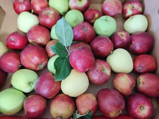 apples