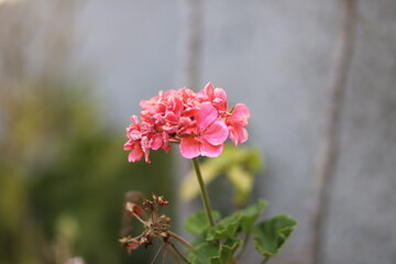 Pequeña flor de pétalos rosas