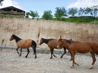 Horses in the village 
