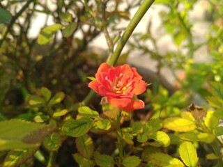 Red Rose in the Sunlight