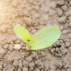 Rows of young corn shoots on a cornfield, plantation young green corn leaves, closeup Agricultural landscape