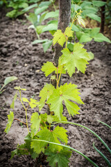 Unripe, young wine grapes in vineyard in early summer.