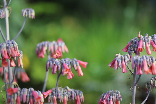 Flor de Calanchoe en grupo