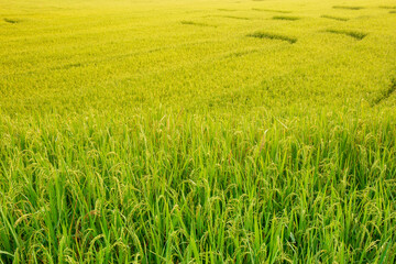 Rice field in green color leaf with warm light from sun light in the morning.