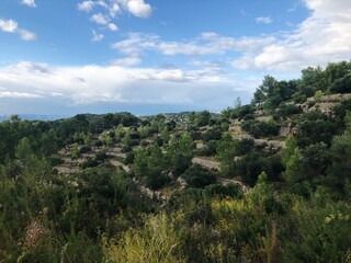 Landscape view on the olive farm