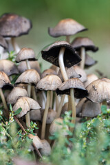 Group of mushrooms in the green grass