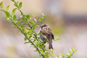 Sparrow on the tree