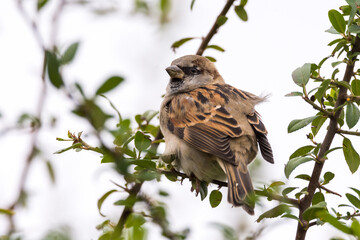 Sparrow on the tree