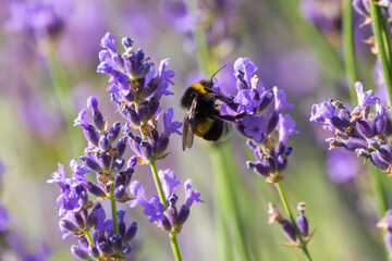Bee on lavender plant 