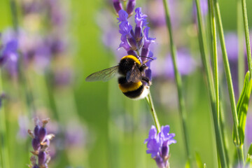 Bee on lavender plant 