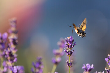 Hummingbird hawk moth on lavender plant 