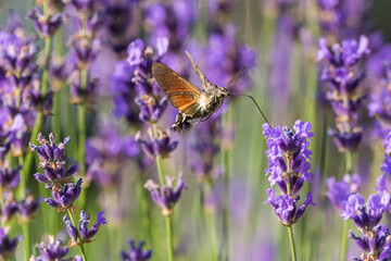 Hummingbird hawk moth on lavender plant 