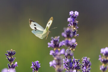 Butterfly on lavender plant