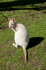 the albino wallaby is resting on the grass