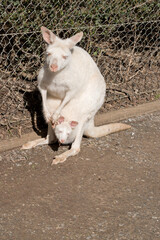 the albino wallaby has a joey in her pouch