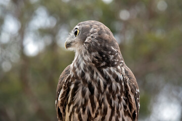 this is a close up of a barking owl
