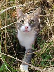 tricolor cat with a white chest hunting in the dry grass