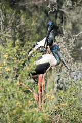 the black necked storks are very tall birds, they have black wings and blue neck and head