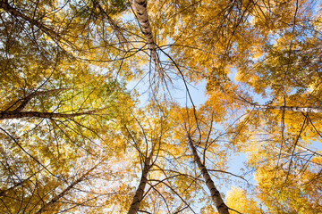 Autumn. Beautiful yellow birch leaves and branches of larch trees on a background of blue clear sky. Natural background. Place to insert text.