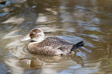 this is a female blue billed duck