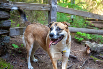 A St. Bernard Husky mix dog is happy and smiling while walking along the hiking trails at the Capilano River Regional Park in North Vancouver, British-Columbia