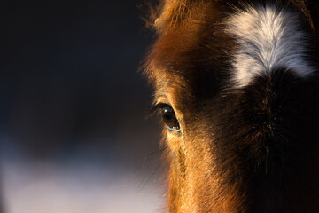 Horse in cold winter day, close up