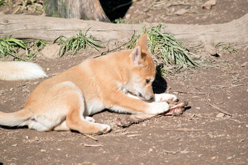 Naklejka na ściany i meble the golden dingo pup is gnawing on a bone