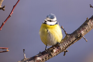 Tit on the tree