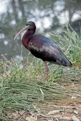 this is a side view of a glossy ibis standing on one leg