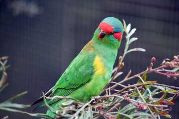 the musk lorikeet is green with red beak and cheeks