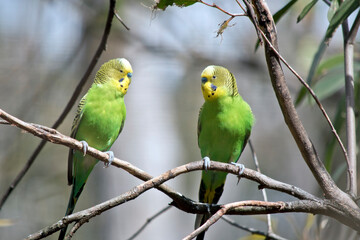 the two budgergars or parakeets  are  perch on a branch of a bush
