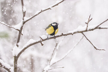 Obraz na płótnie Canvas Birds in snowy winter day at Christmas time