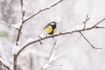 Birds in snowy winter day at Christmas time