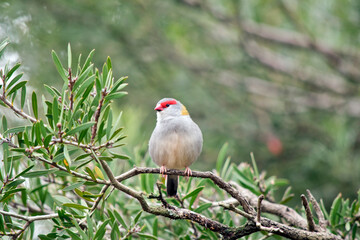 the red browed finch is perched on a bush