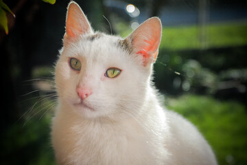 Cat