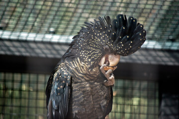 the female red tailed cockatoo is black with yellow spots © susan flashman