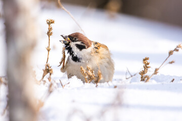 Sparrow bird in cold winter snowy morning