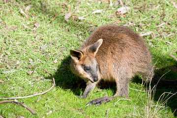 Fototapeta premium the joey swamp wallaby is looking for its mother
