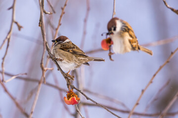 Sparrow bird in cold winter snowy morning
