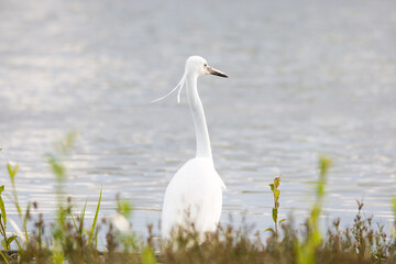 The little egret on the lake