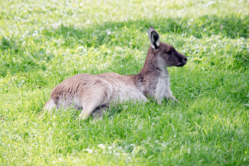 the young western grey kangaroo is resting on the grass